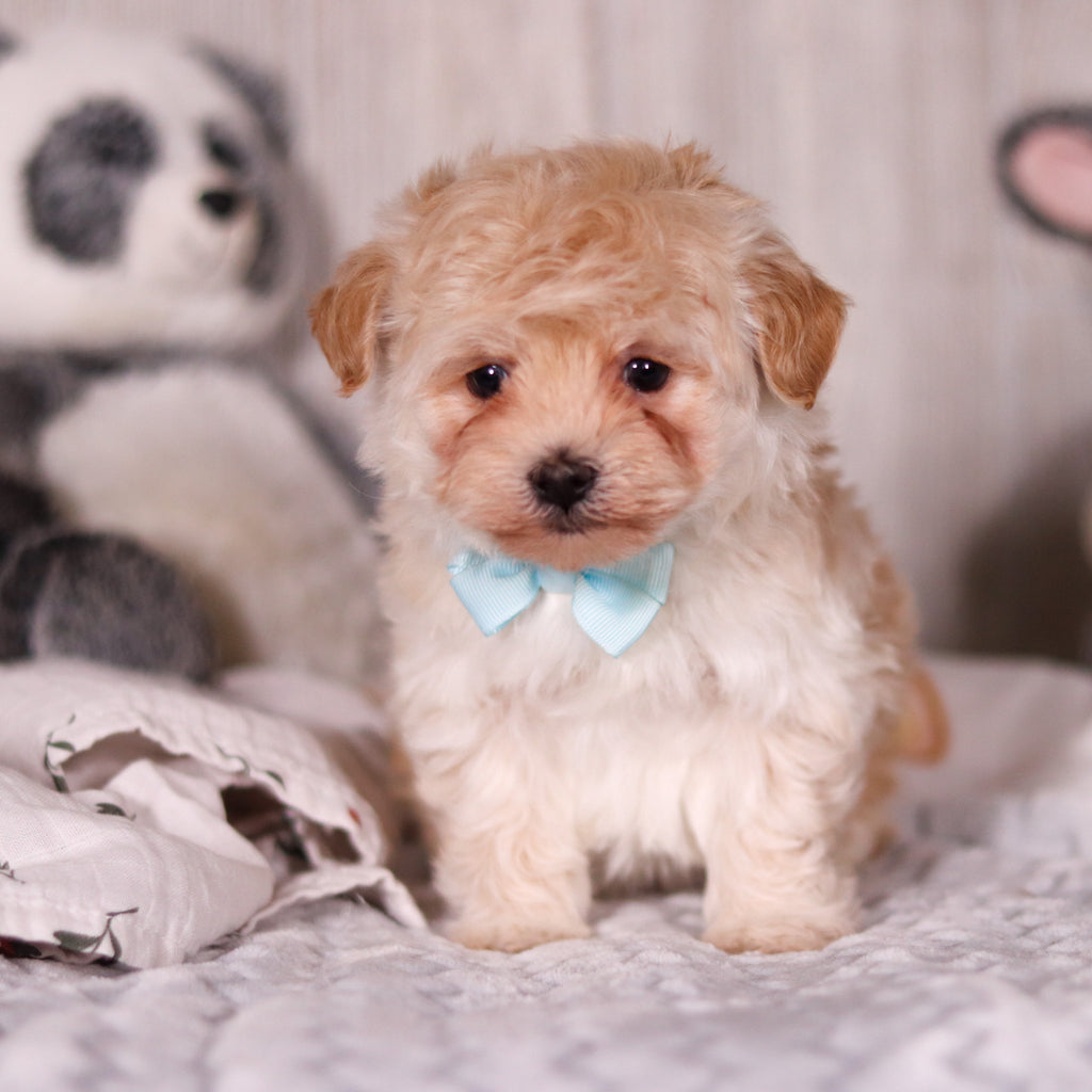 Peanut - Available 3/19