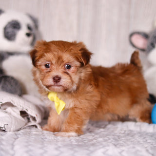 Hank - Available 3/19