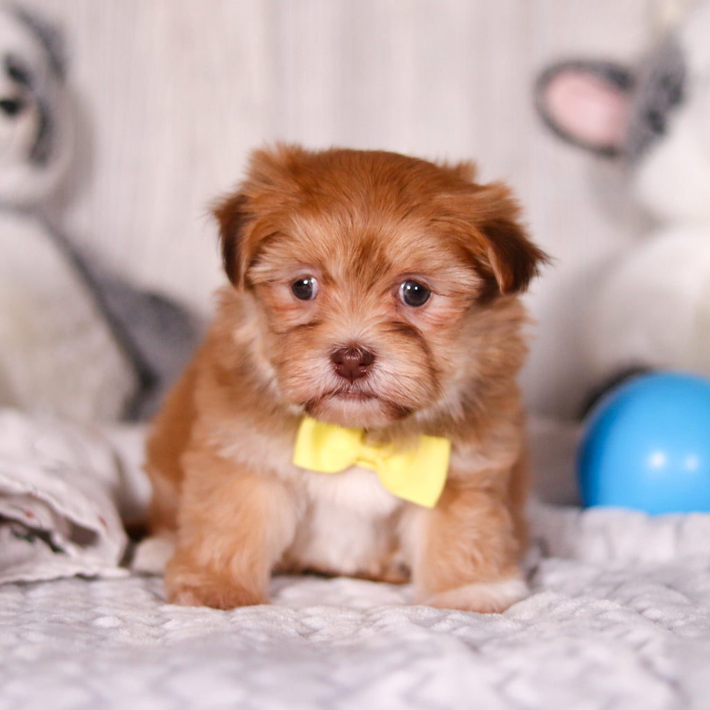 Hank - Available 3/19