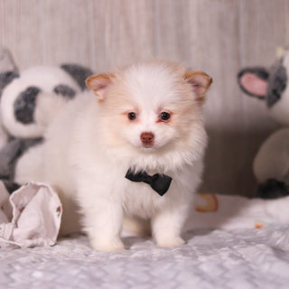 Marcello - Available Now