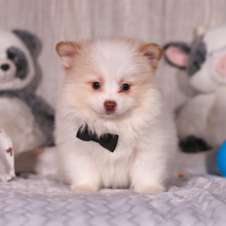 Marcello - Available Now