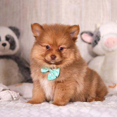 Melvin - Available 3/19