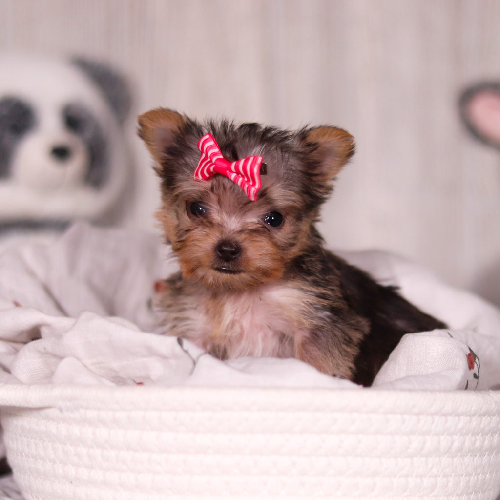 Onyx - Available 3/26