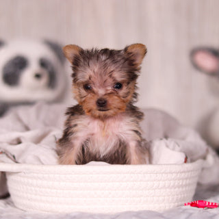 Onyx - Available 3/26