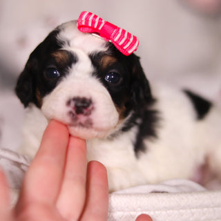 Bonnie - Available 4/16