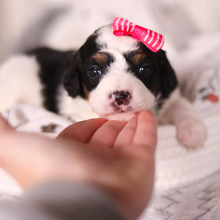 Bonnie - Available 4/16