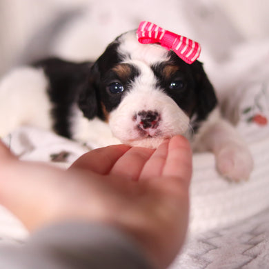 Bonnie - Available 4/16