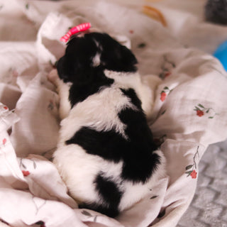 Bonnie - Available 4/16