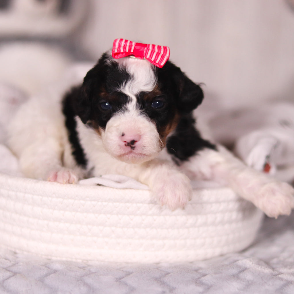 Bay - Available 4/16