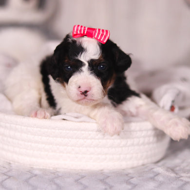 Bay - Available 4/16