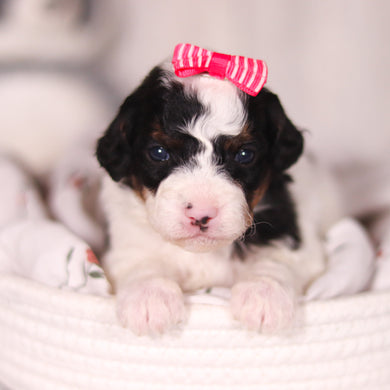 Bay - Available 4/16