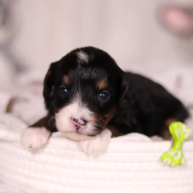 Bellini - Available 4/16