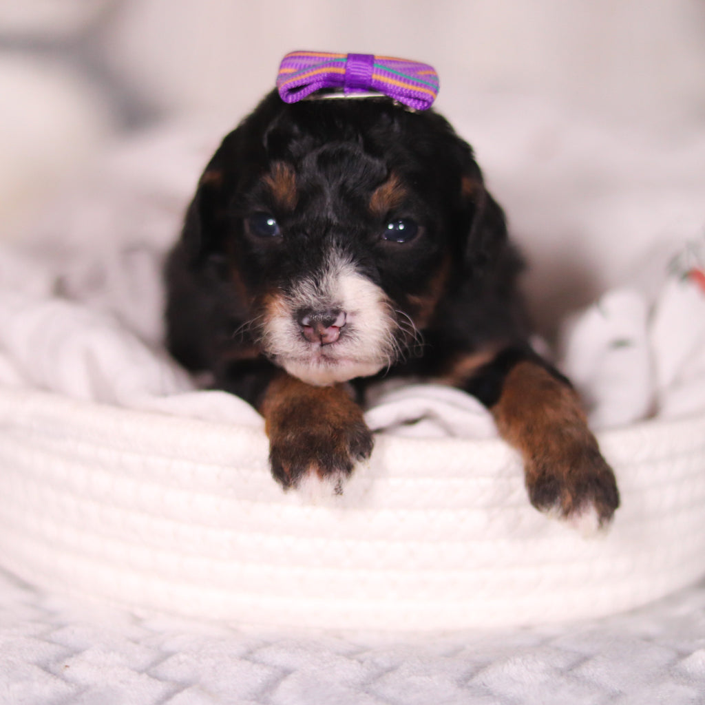 Bernice - Available 4/16