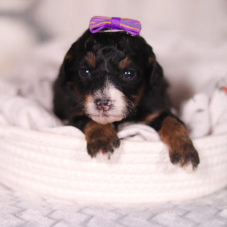 Bernice - Available 4/16