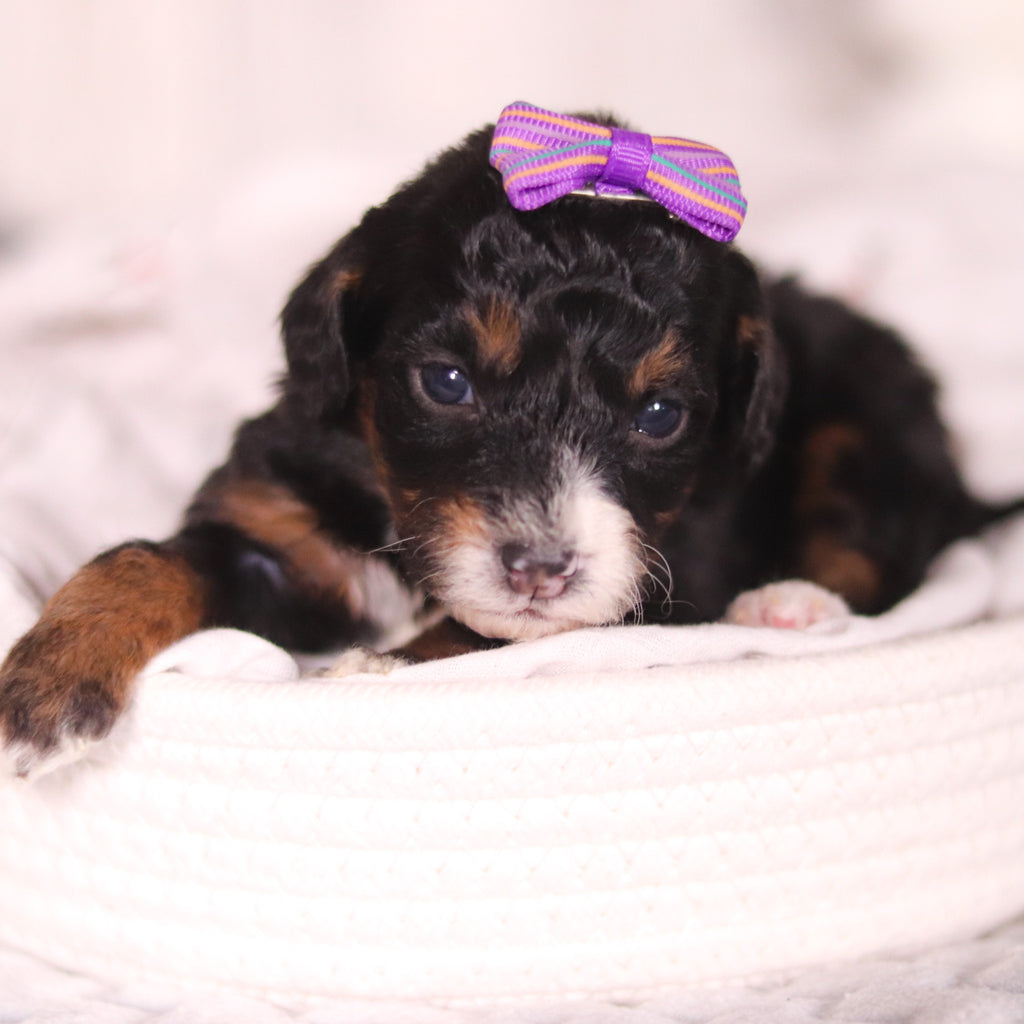 Bernice - Available 4/16