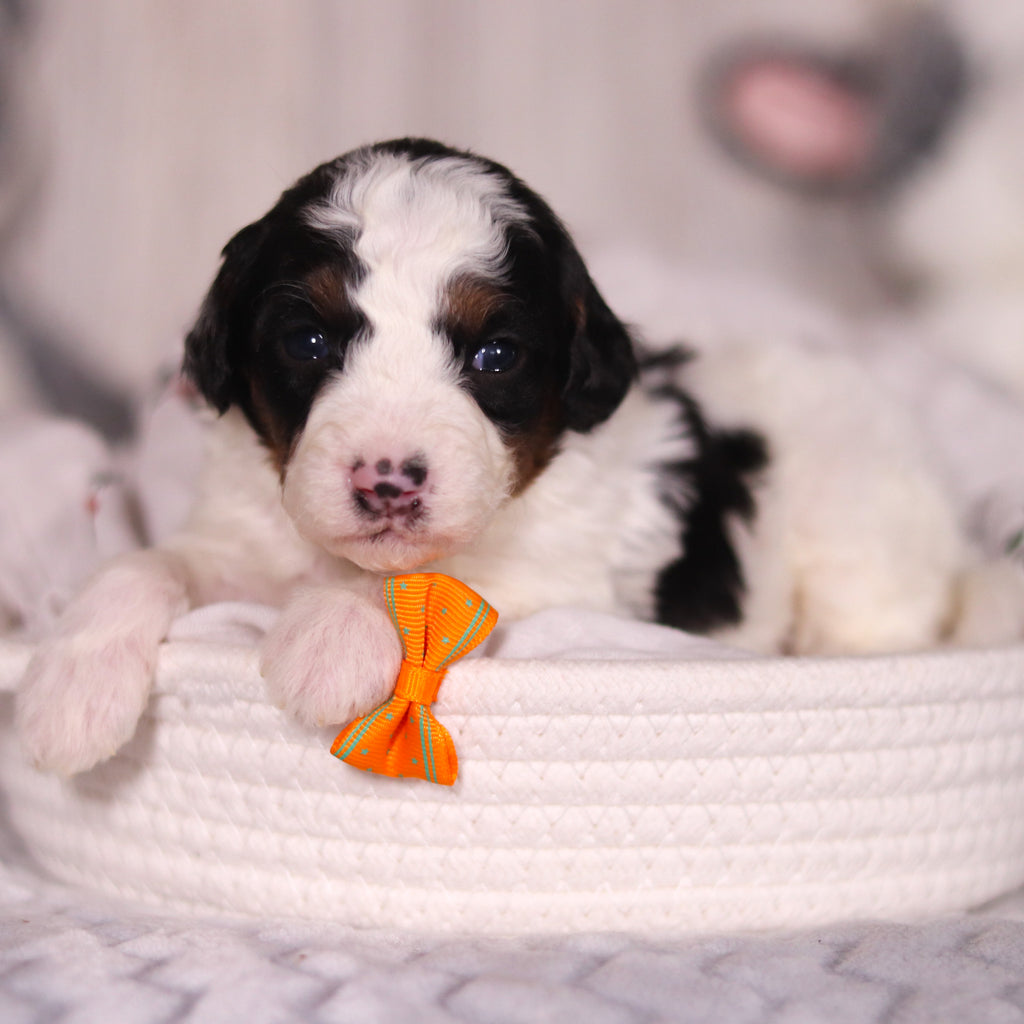 Boogie - Available 4/16