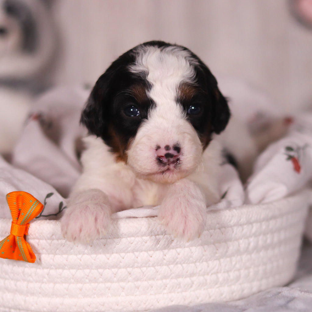 Boogie - Available 4/16