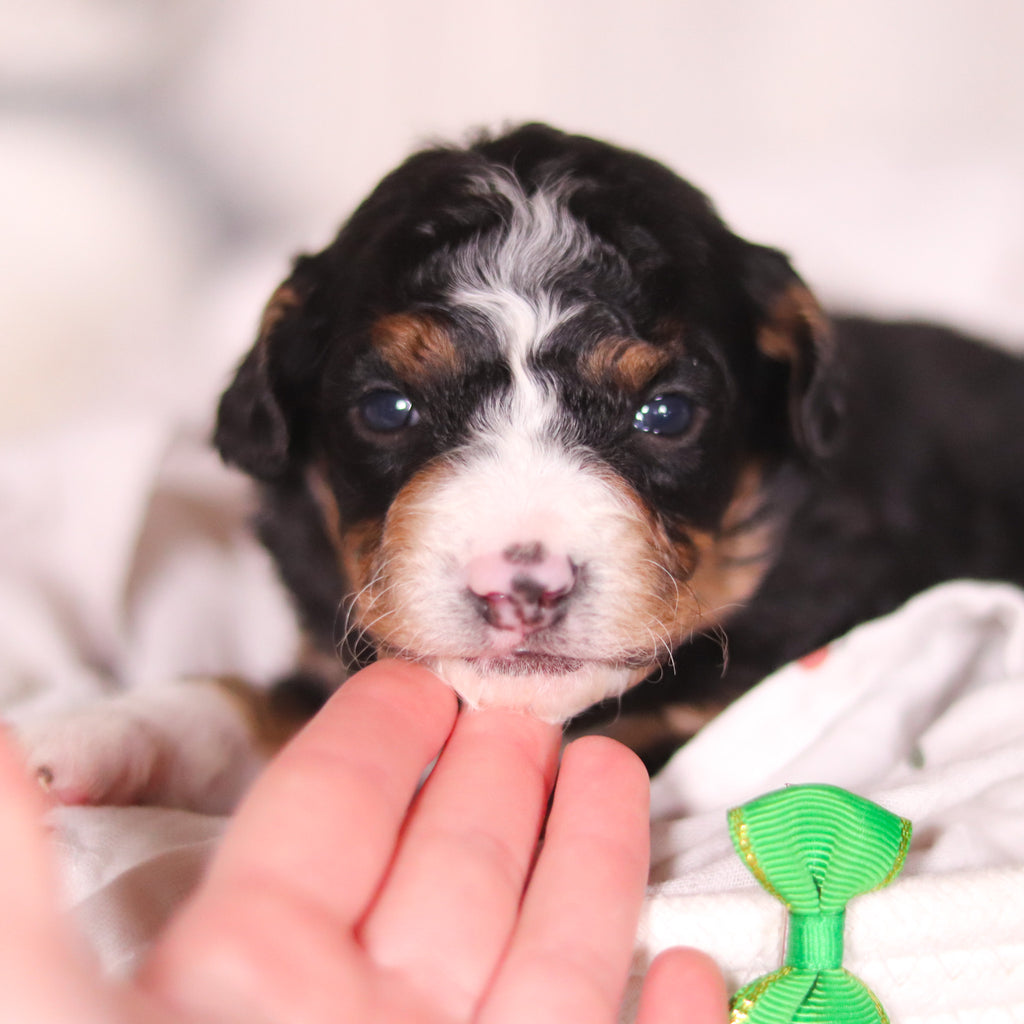 Bronte - Available 4/16