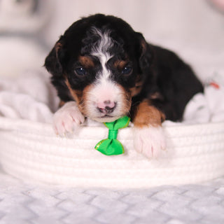 Bronte - Available 4/16