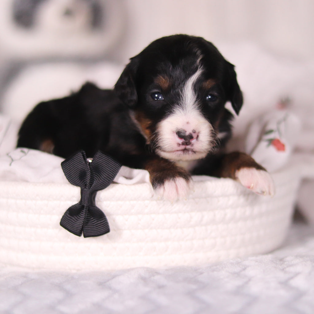 Bean - Available 4/16