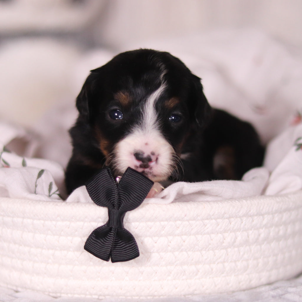 Bean - Available 4/16