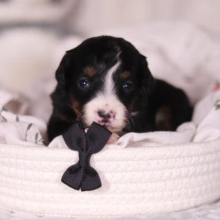 Bean - Available 4/16