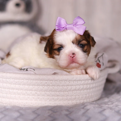 Phoebe - Available 4/9