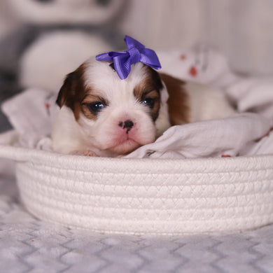 Rachel - Available 4/9