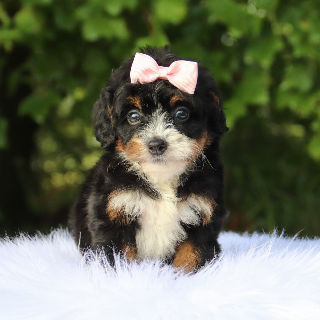 Darla