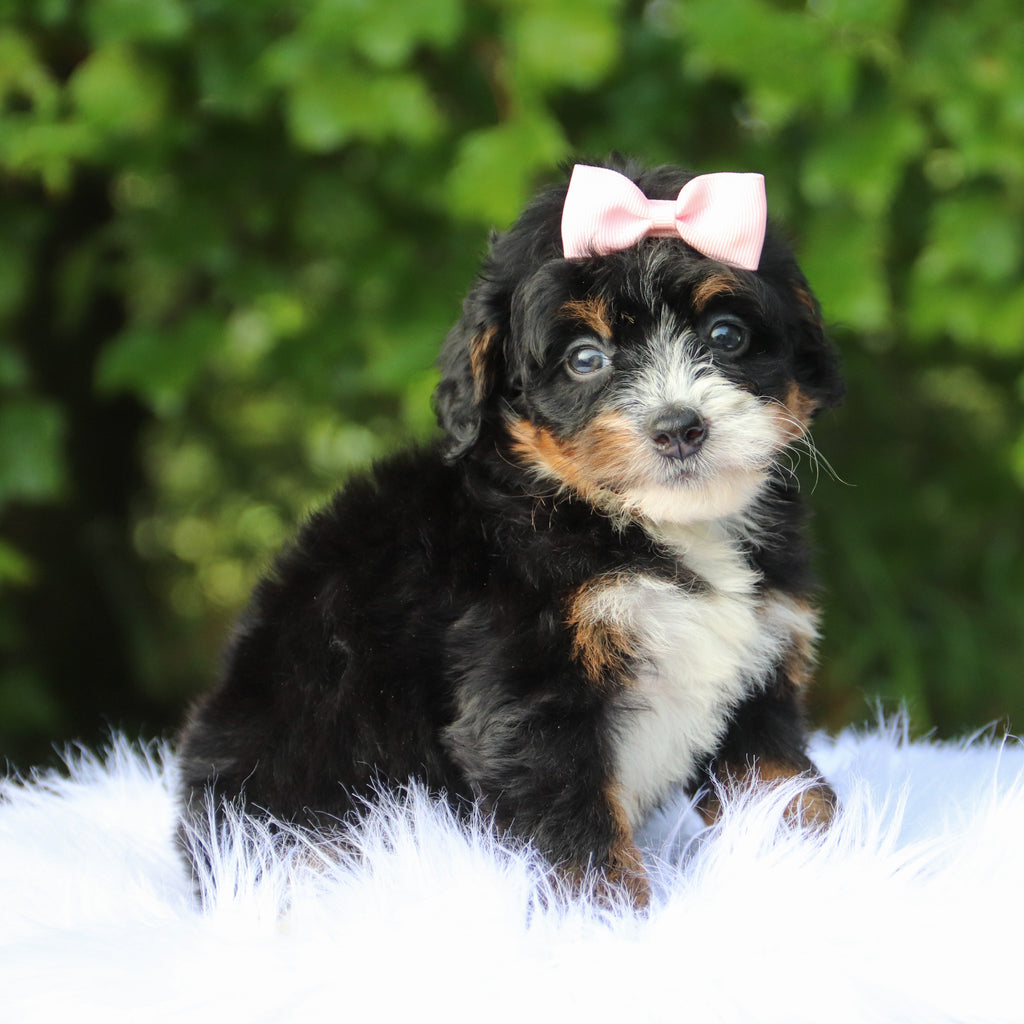 Darla