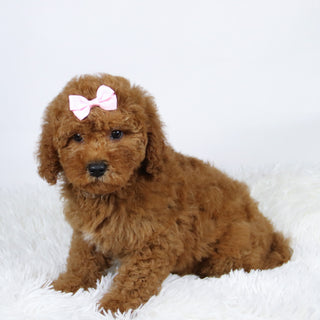 Latasha - Available Now