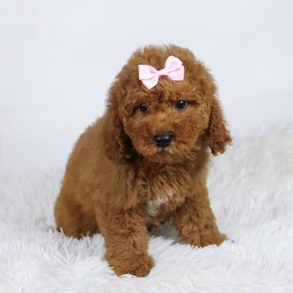 Latasha - Available Now