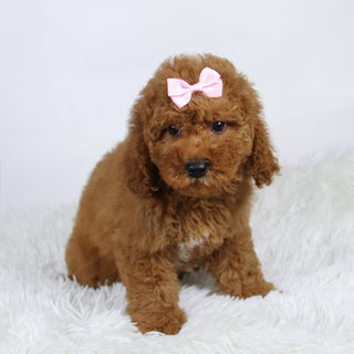 Latasha - Available Now