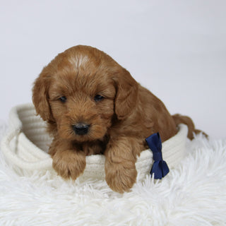 Gareth - Available 12/17