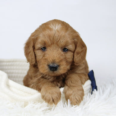 Gareth - Available 12/17