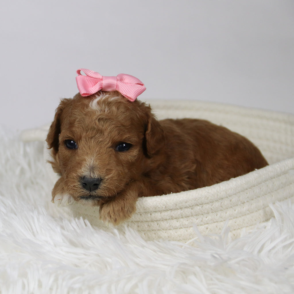 Briana - Available 12/17