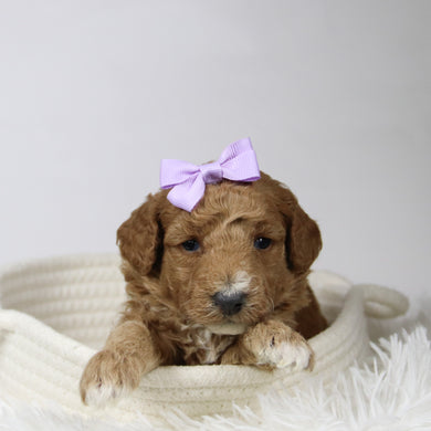 Fiona - Available 12/17