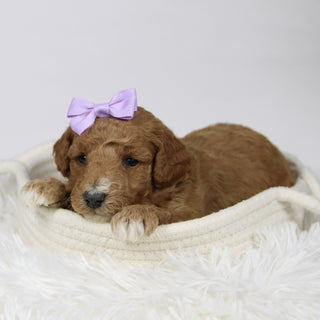 Fiona - Available 12/17