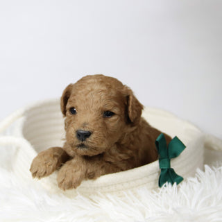 Lorenzo - Available 12/17