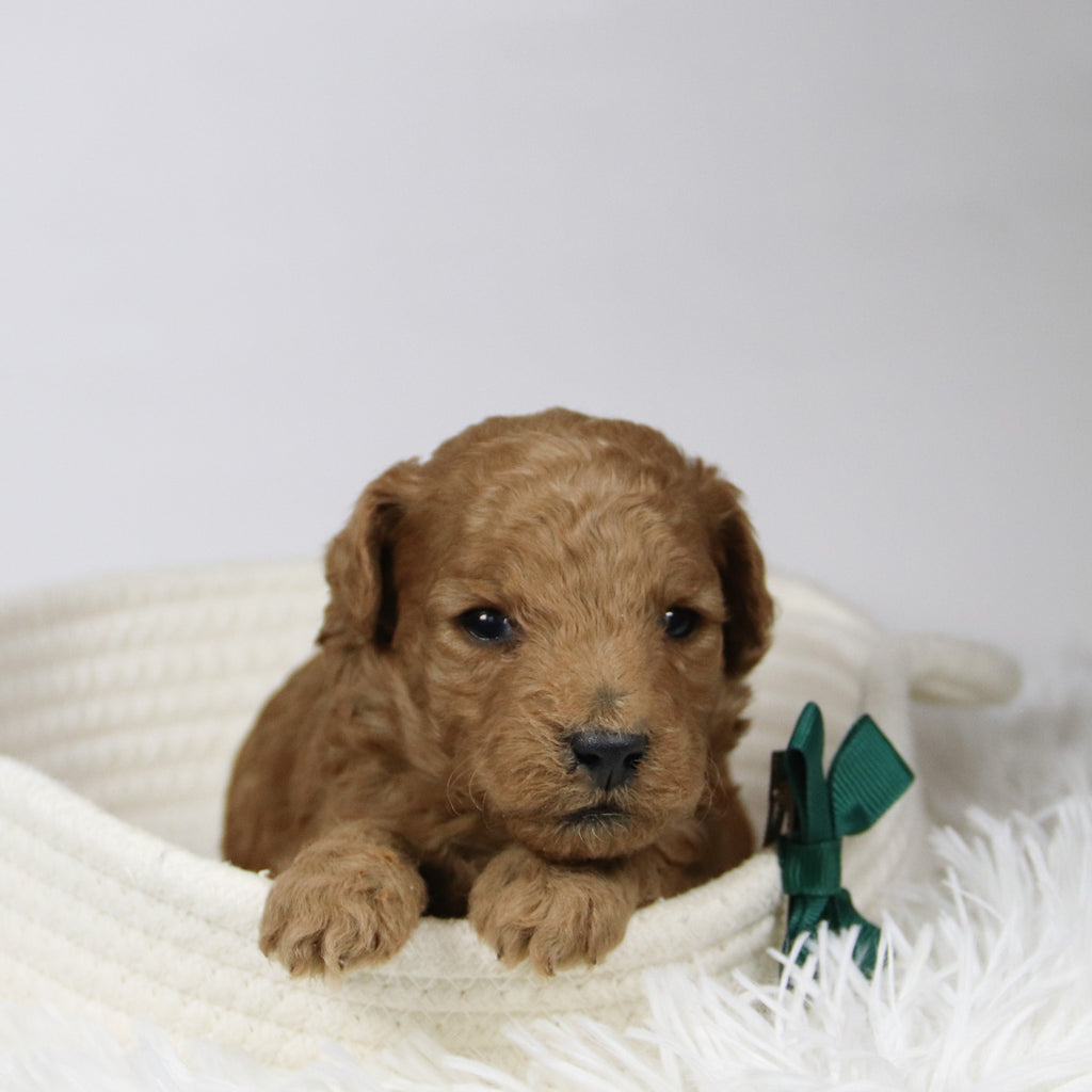 Lorenzo - Available 12/17