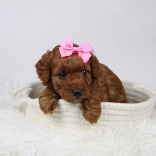 Beth - Available 12/17