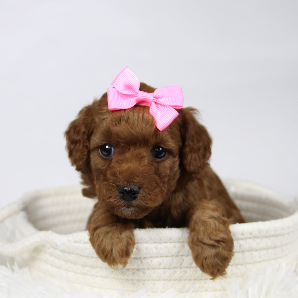 Beth - Available 12/17