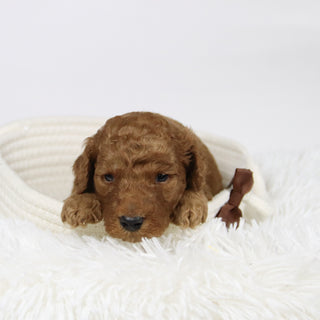 Philip - Available 12/17