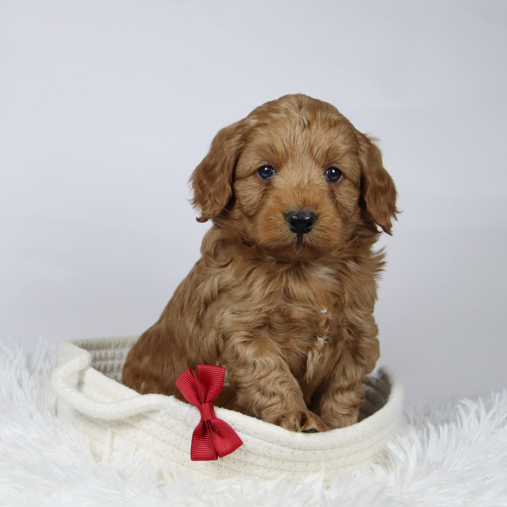 Davis - Available 12/17