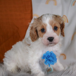 Marley