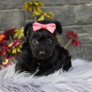 Bella