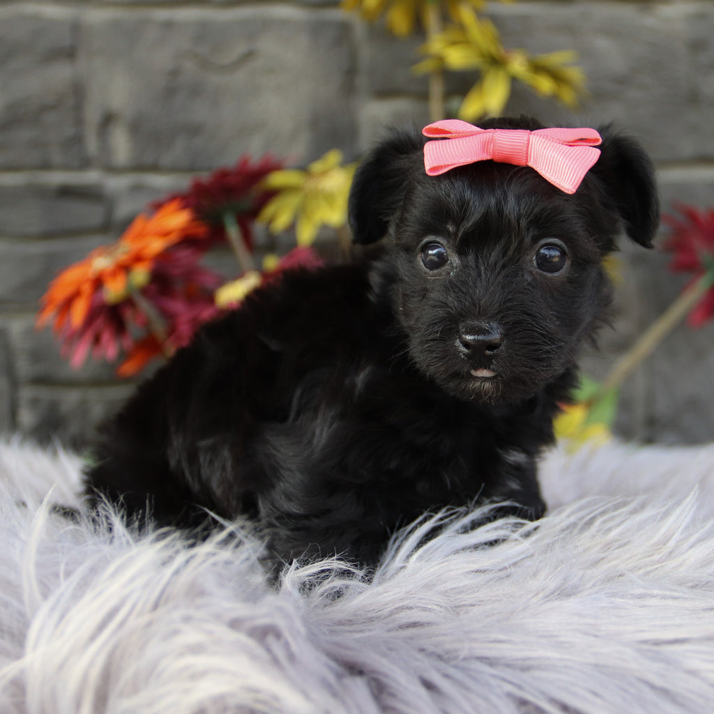 Bella