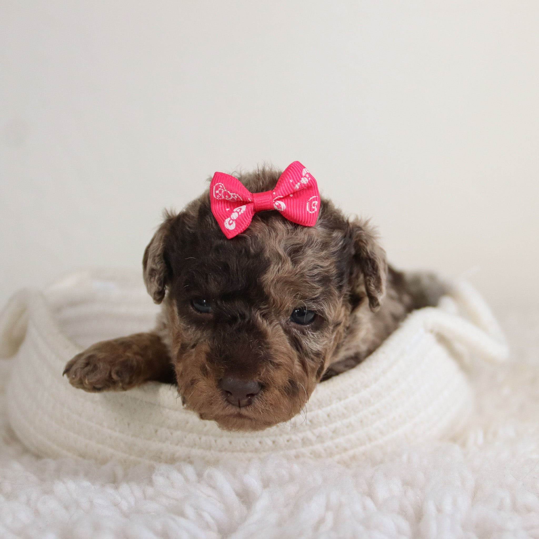 why choose happytail puppies