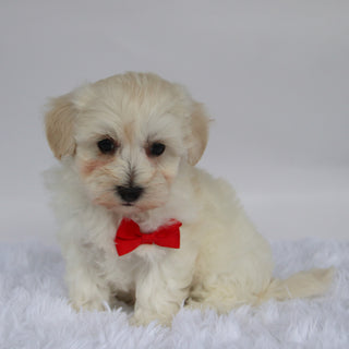 Orwell - Available Now