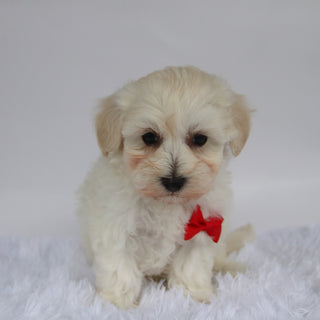 Orwell - Available Now